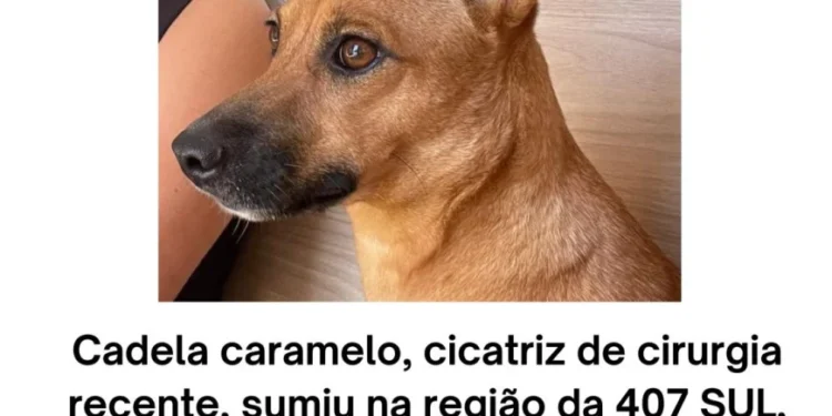 Cadela caramelo está desaparecida na Quadra 407 Sul, em Palmas