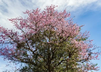 Chegada da primavera traz expectativa de melhora do calor e tempo seco