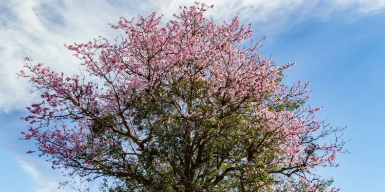 Chegada da primavera traz expectativa de melhora do calor e tempo seco