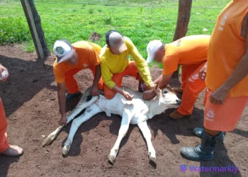 Vacinação e administração de medicamentos foram alguns dos procedimentos abordados no curso. Créditos: Divulgação Seciju/Governo do Tocantins