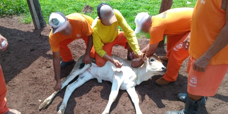 Vacinação e administração de medicamentos foram alguns dos procedimentos abordados no curso. Créditos: Divulgação Seciju/Governo do Tocantins