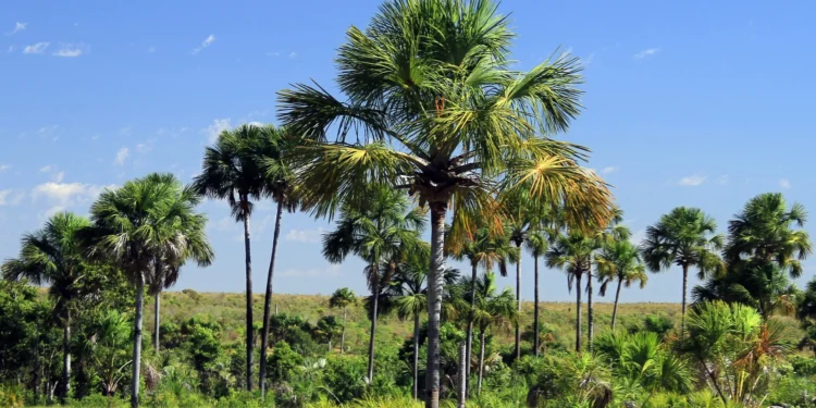 Governo do Tocantins divulga 1º Boletim de Desmatamento com redução de 24,3% de áreas impactadas, nos últimos cinco meses