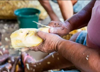 As chamadas visam fortalecer a inclusão produtiva de pequenos produtores familiares de baixa renda em 35 municípios dessas regiões - Foto: Divulgação/Instituto Meio
