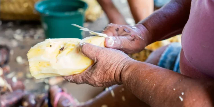 Governo do Tocantins, BNDES e Instituto Meio lançam chamadas públicas para projetos de inclusão produtiva no Portal do Jalapão e Serras Gerais