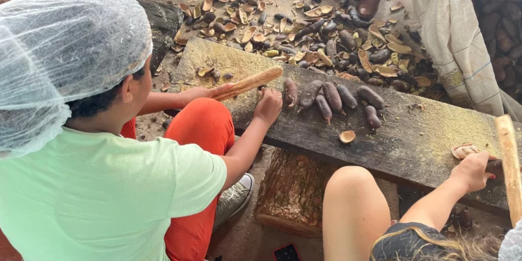Caseara – TO: Farinhada de Jatobá celebra o extrativismo e saberes ancestrais no Assentamento Onalício Barros