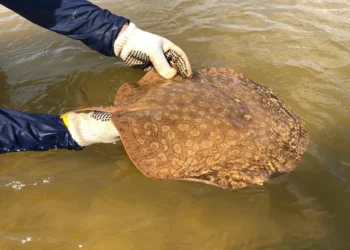 Arraia-maçã ou aramaçá é categorizada como "Criticamente Ameaçada" (CR) na Portaria MMA nº 148/2022