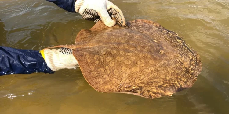 Naturatins conclui primeiro monitoramento da arraia-maçã para conservação da espécie criticamente ameaçada