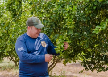O monitoramento está sendo realizado em áreas comerciais e não-comerciais (pomares caseiros). Foto - Keven Lopes / Governo do Tocantins