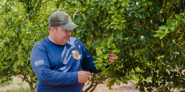 O monitoramento está sendo realizado em áreas comerciais e não-comerciais (pomares caseiros). Foto - Keven Lopes / Governo do Tocantins