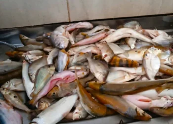 Comerciantes de peixe têm até quinta-feira, 31, para fazer a Declaração de Estoque de Pescado - Foto: Naturatins/Governo do Tocantins