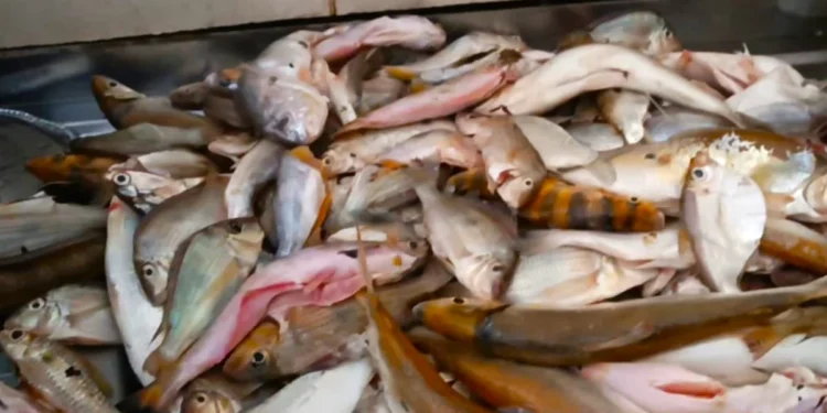 Naturatins informa que comerciantes de peixe têm até quinta-feira, 31, para declarar seus estoques