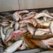 Naturatins informa que comerciantes de peixe têm até quinta-feira, 31, para declarar seus estoques