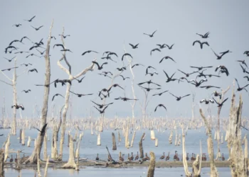 A geolocalização das aves migratórias, visando a prevenção à Influenza Aviária, está sendo realizada na Ilha do Bananal por ser considerada um dos sítios dessas aves-