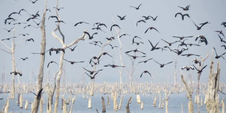 Governo do Tocantins realiza mapeamento de aves migratórias na Ilha do Bananal para prevenção à Influenza aviária