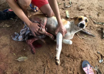 Cachorro ficou bastante machucado devido aos golpes que recebeu