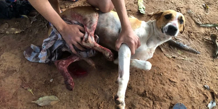 Em Nova Olinda, Polícia Civil conclui Inquérito e indicia homem por crime de maus tratos a animais