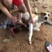 Em Nova Olinda, Polícia Civil conclui Inquérito e indicia homem por crime de maus tratos a animais
