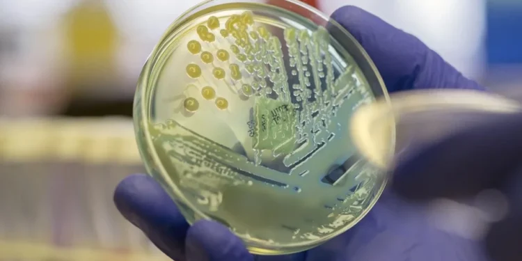 Superbactéria que representa risco de saúde global é detectada no Nordeste