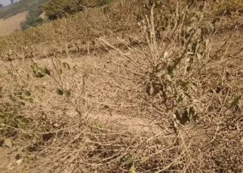 Alguns cafezais apresentam queda de folhas, floradas antecipadas e despegamento de grãos — Foto: Arquivo Pessoal/Alexandre Maroti