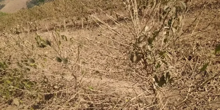 Regiões produtoras de café estimam quebras de até 30% na colheita