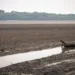 Pescadores em um córrego formado a partir do lago Aleixo, na área rural de Manaus — Foto: Getty via BBC