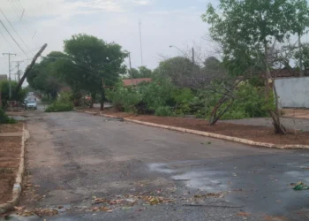 Fortes chuvas derrubam inúmeras árvores em Miracema