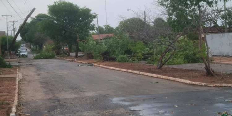 Fortes chuvas derrubam inúmeras árvores em Miracema