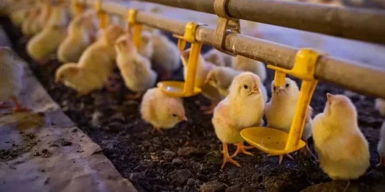 Exportações de genética avícola crescem 7,2% em setembro