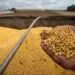 Mato Grosso aprova lei contra Moratória da Soja