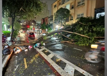 Árvore interditou a Rua Martim Francisco, em Santa Cecília, região central da capital • Reprodução