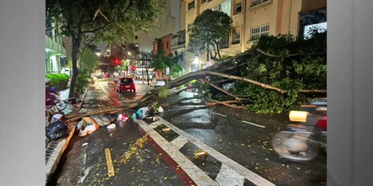 Árvore interditou a Rua Martim Francisco, em Santa Cecília, região central da capital • Reprodução