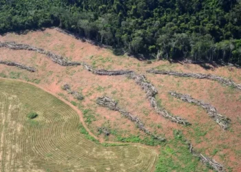 Ministério da Agricultura quer mudar regra que restringe crédito rural por desmatamento