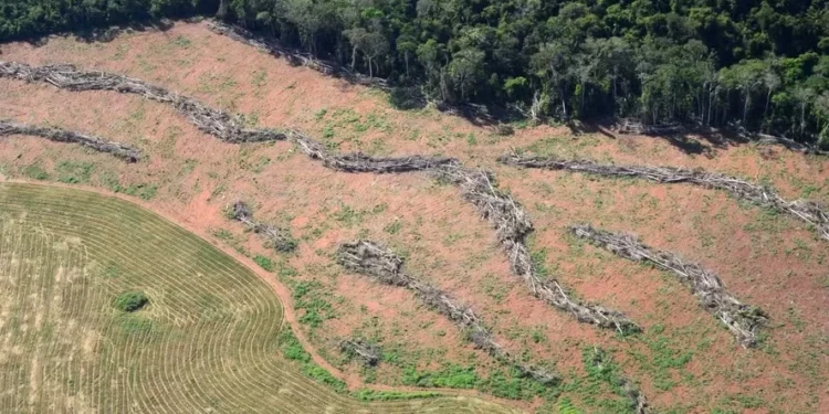 Setor produtivo questiona resolução que trata de restrições socioambientais para a concessão de crédito rural — Foto: Vinícius Mendonça/Ibama
