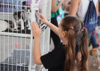 A 1ª Feira de Adoção contou com atividades de conscientização sobre a adoção responsável e cuidados com animais de estimação/Marcel de Paula-Governo do Tocantins
