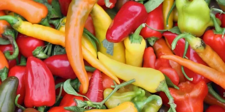 Tipos de pimenta: conheça as variedades mais consumidas no Brasil