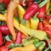Tipos de pimenta: conheça as variedades mais consumidas no Brasil