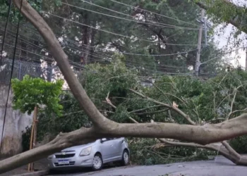 Árvore cai sobre fiação elétrica e atinge carro no Rio Pequeno, na zona oeste de São Paulo • Arquivo Pessoal