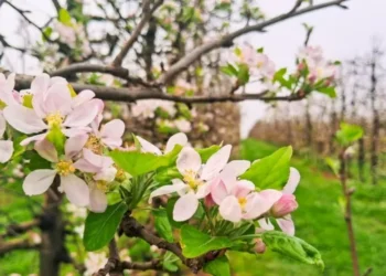 Floração das maçãs promete uma boa produção da fruta