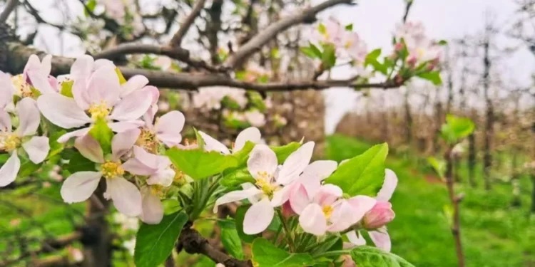 Floração das maçãs promete uma boa produção da fruta