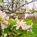 Floração das maçãs promete uma boa produção da fruta