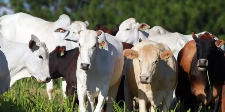 Dia Nacional da Pecuária: como a atividade ajudou a moldar o território nacional