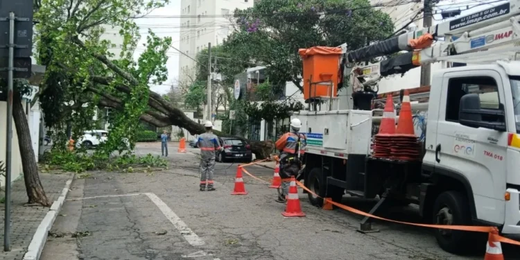 Enel, prefeitura e governo federal divergem sobre alçada para podar árvores em São Paulo