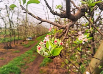 Floração das maçãs promete uma boa produção da fruta