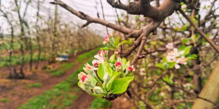Floração das maçãs promete uma boa produção da fruta