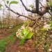 Floração das maçãs promete uma boa produção da fruta