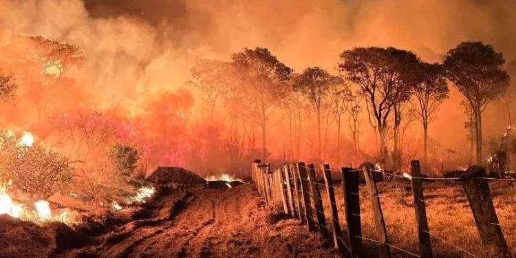 Entidades do mercado financeiro cobram ação conjunta do governo e sociedade contra as queimadas