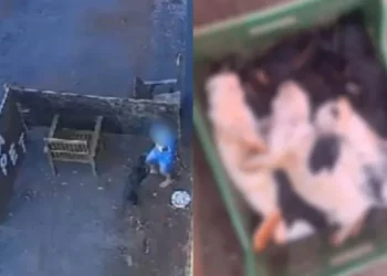 Criança invade fazendinha e mata 23 animais. • Reprodução/Cedida à CNN