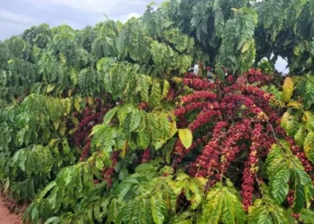 Fazenda do Instituto Agronômico de Campinas desenvolve variedades de café resistentes a seca