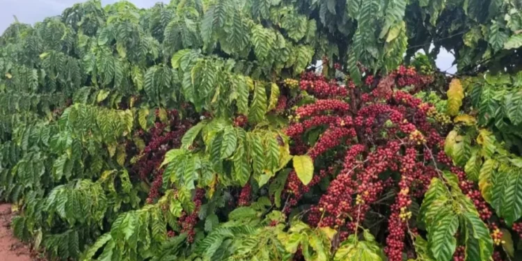 Fazenda do Instituto Agronômico de Campinas desenvolve variedades de café resistentes a seca