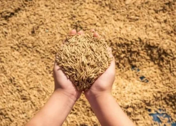 Conab terá R$ 1 bilhão para comprar arroz em 2024/25